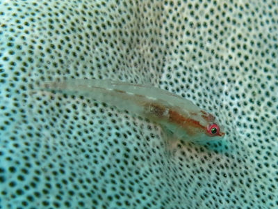 anilao150.jpg