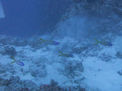 palau2A2.jpg