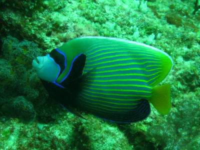 Maldives535.jpg