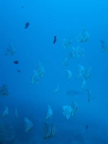 maldives667.jpg