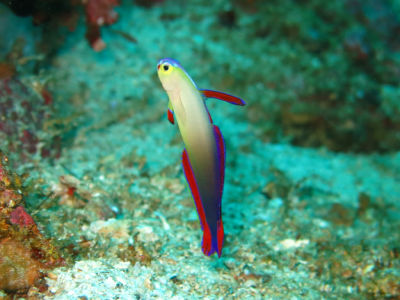 anilao121.jpg