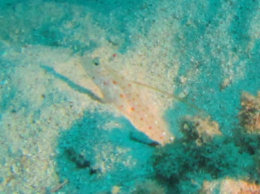 ishigaki145.jpg