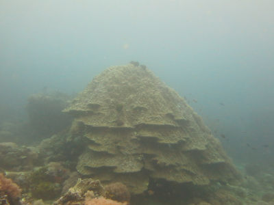 anilao125.jpg