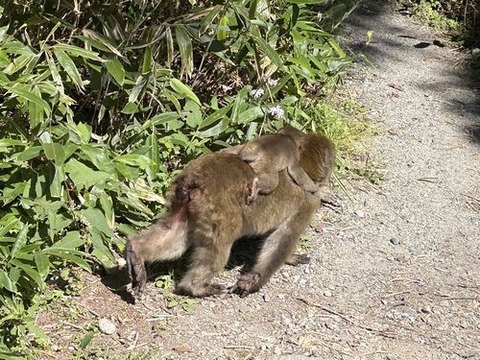 kamikochi134