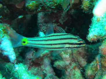 ishigaki128.jpg