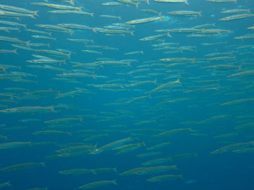 similan121.jpg