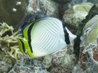 palau2B5.jpg