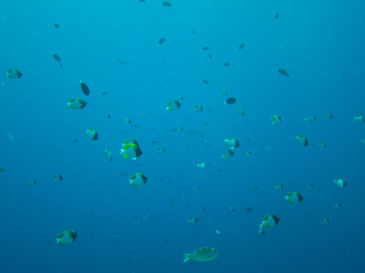 palau123.jpg