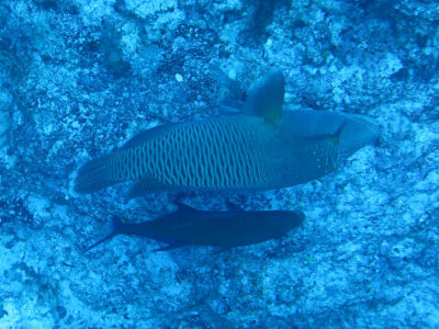 palau292.jpg