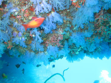 maldives2A2.jpg