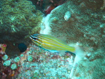 okinawa807.jpg