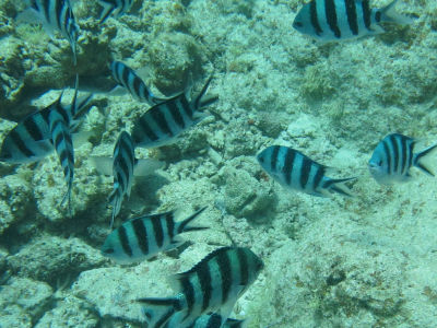 okinawa916.jpg