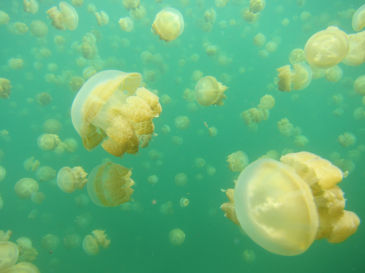 palau138.jpg