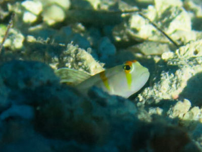 palau275.jpg