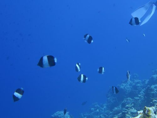 maldives631.jpg
