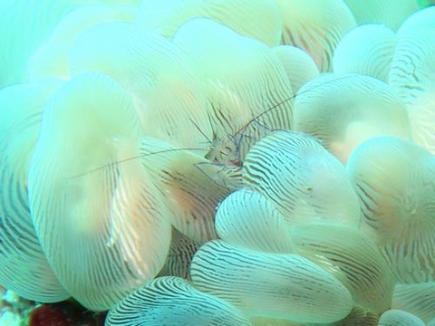 anilao371