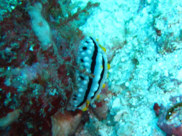 maldives4J6.jpg