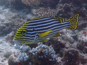 maldives371.jpg