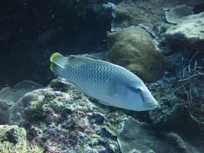 palau247.jpg