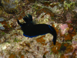 okinawa614.jpg