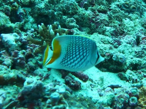 anilao231