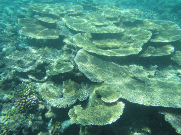 maldives4C3.jpg