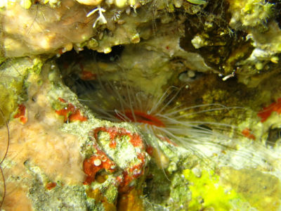 palau272.jpg