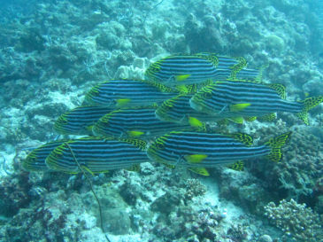 maldives4D4.jpg