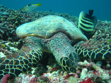 palau122.jpg