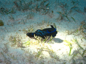 okinawa819.jpg