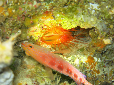 palau274.jpg