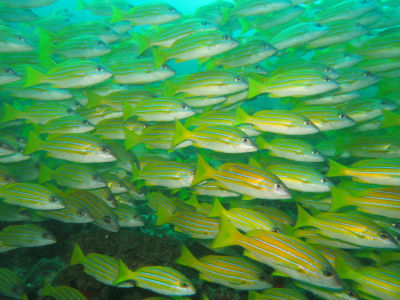 Maldives5i8.jpg