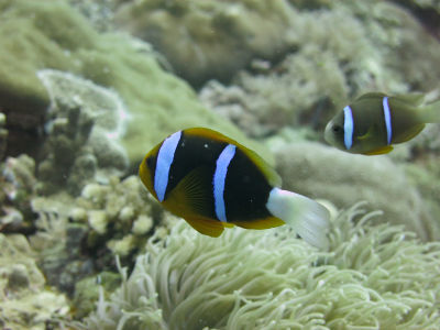 palau250.jpg