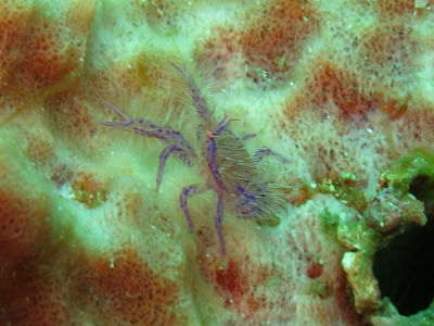 anilao128.jpg