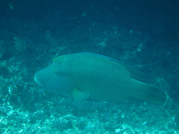 maldives2A4.jpg