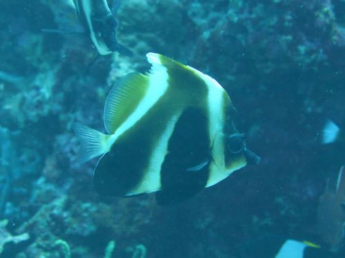 maldives651.jpg