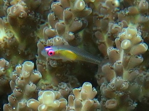 anilao223