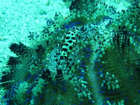 anilao239