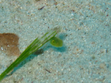 okinawa820.jpg