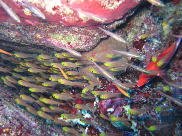 similan134.jpg