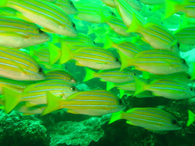 Maldives528.jpg