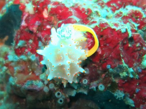 anilao232