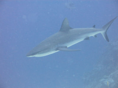 palau257.jpg