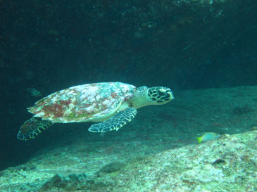 similan128.jpg