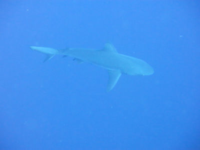 palau277.jpg