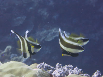 palau261.jpg