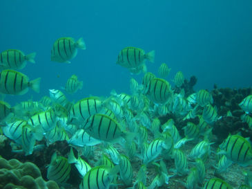 similan127.jpg