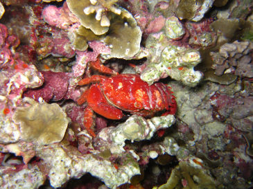 similan131.jpg