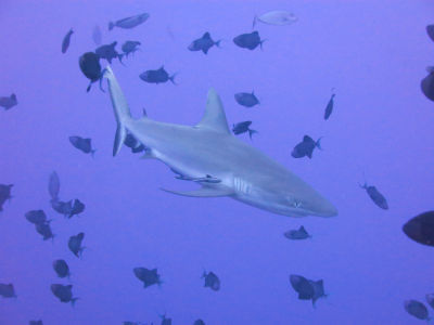 palau2B0.jpg