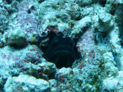 similan228.jpg
